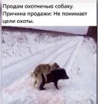 собака.jpg