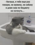 Котяра.jpg