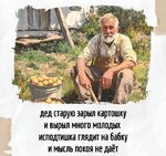 картошка.jpg